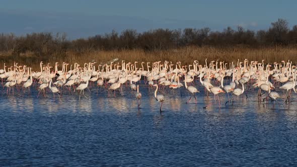 Greater Flamingos (Phoenicopterus roseus), Pont de Gau, Camargue, France