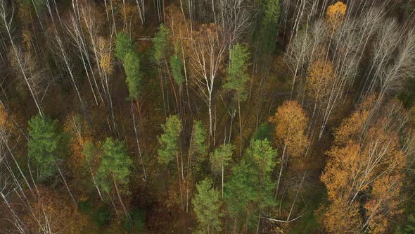 Drone Footage of Leaf Colors in Yellow, Orange and Green Forest on Sunny Autumn Day