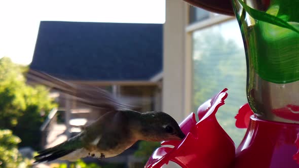 In a backyard in the suburbs, A tiny humming bird with green feathers hovers around a bird feeder in