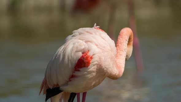 flamingo bird nature wildlife reserve carmargue lagoon