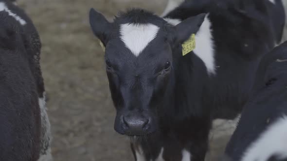 Calves Feeding Process on Modern Farm. Close Up Cow Feeding on Milk Farm. Cow on Dairy Farm Eating