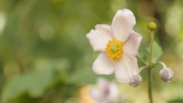 Shallow DOF Japanese anemone hybrida garden flower 4K footage