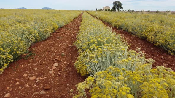 Helichrysum Italicum or curry plant agriculture cultivation aerial view
