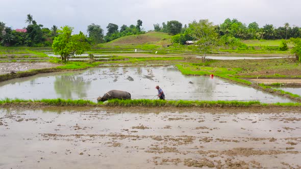 A Man Prepares a Rice Field with the Help of a Bull with a Plow Top View