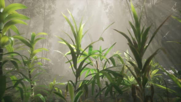 Sun Shining Through Trees and Fog in a Tropical River