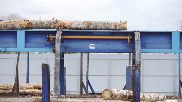 Round Timber Logs Preparation Sorting Processing at Sawmill. Wheel Loader and Automatic Sorting Logs