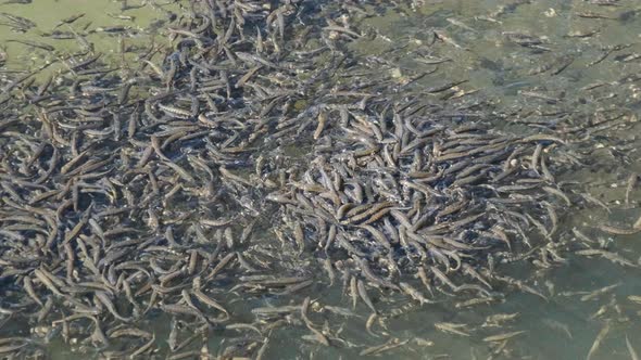 Large Flock of Small Fish Swims Near the Water Surface and Eats Bread in Lake