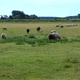 Grazing sheep in the meadow on a sunny day. - VideoHive Item for Sale