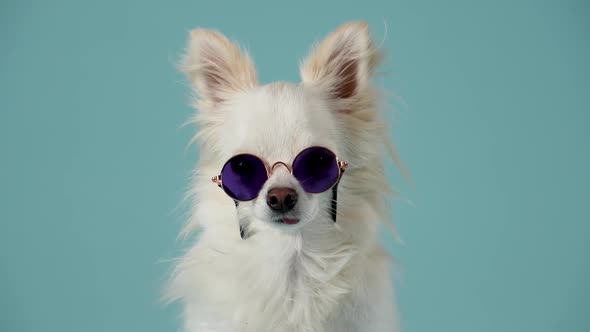 A Portrait of a Stylish Chihuahua Sitting in Round Sunglasses Then Getting Up and Walking Away