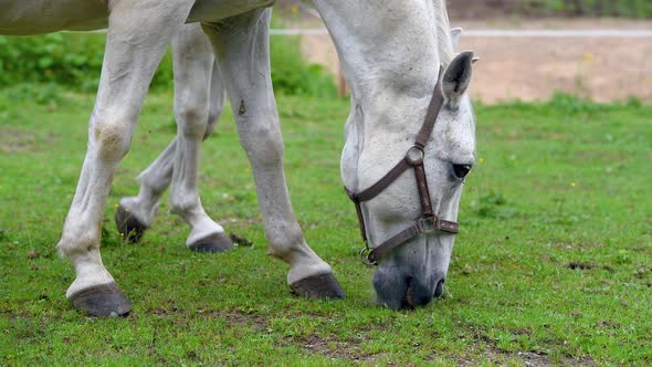 Closeup of two horses eating grass on a farmland in Europe