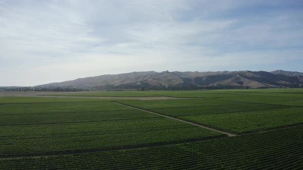 Aerial shot over infinite vineyards in Marlborough Sounds, New Zealand