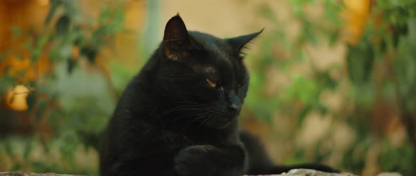 Black cat with yellow eyes getting sleepy, nature green, slow motion 