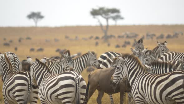 Zebras and a few gnus in Masai Mara