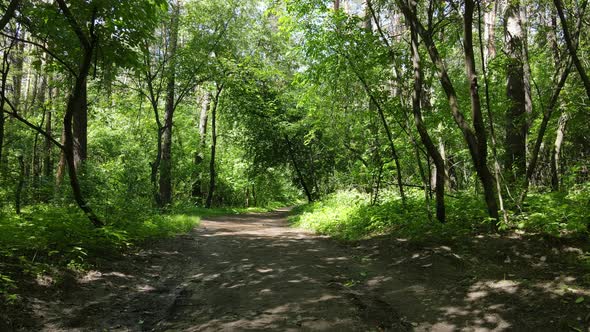 Beautiful Green Forest on a Summer Day Slow Motion