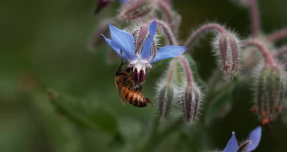 European Honey Bee, apis mellifera, Bee Booting a Borage Flower, Pollination Act, Normandy