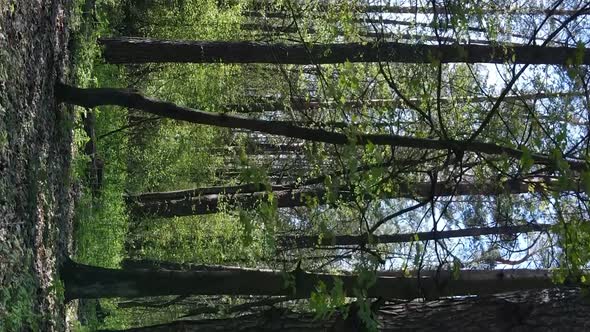 Vertical Video of Green Forest During the Day