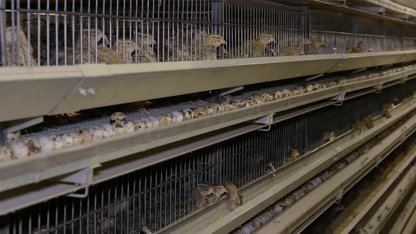 Quail on the Poultry Farm