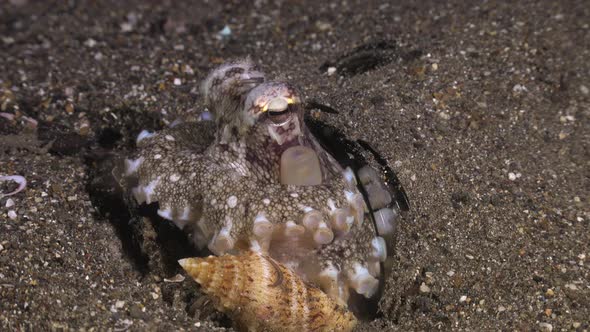 Coconut Octopus buried in glass jar holding on to seashell