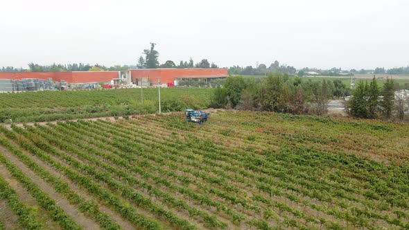 Aerial orbit of a blue grape harvester in a vineyard in Talagante, Maipo Valley, Chile.