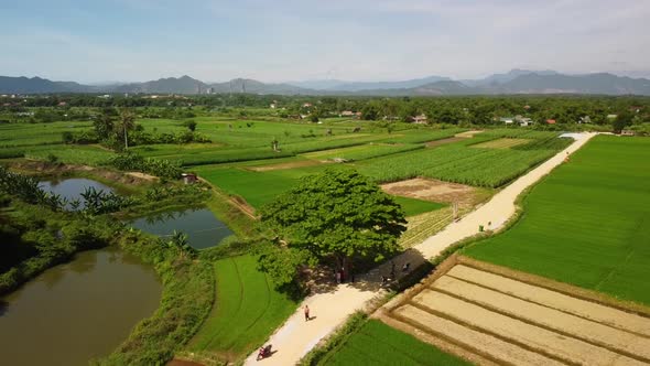 Aerial Over Agricultural Land with Rice Fields, Fish Ponds and Other Plantation.