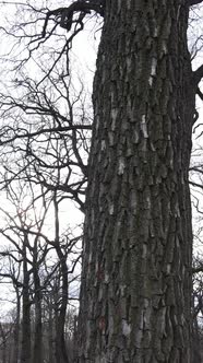 Vertical Video of the Forest with Trees Without Leaves Slow Motion