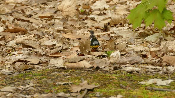 4K small magnolia warbler, setophaga magnolia; hopping and foraging on the forest ground covered wit