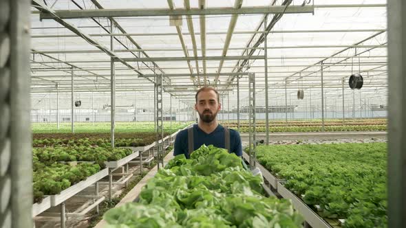 Agricultor Pushing a Cart with Green Salad in a Greenhouse
