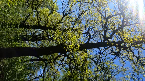 Vertical Video of the Forest in the Spring on a Sunny Day