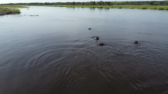 Hippos are swimming and diving in the river, beautiful wildlife of Africa
