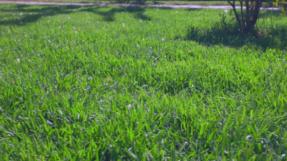 Beautiful view of front yard of private garden. Green grass lawn.