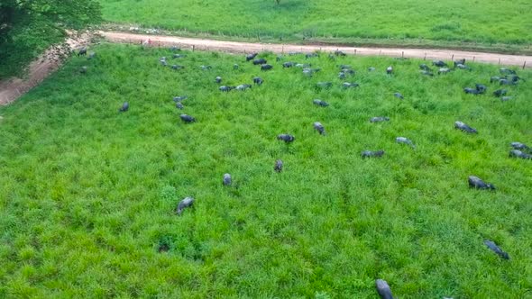 water buffaloes grazing