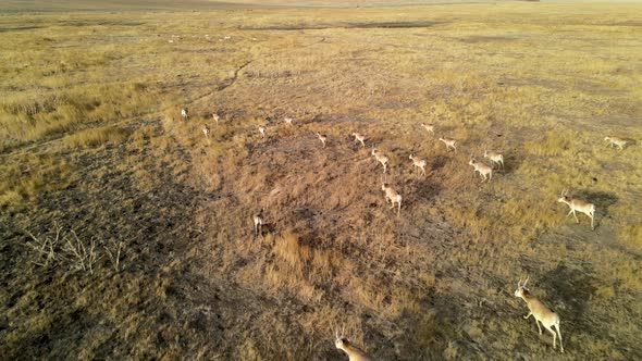 Wild Saiga Antelope Running. Herd of Antelope Running on Steppes To River.  Hdr Slow Motion