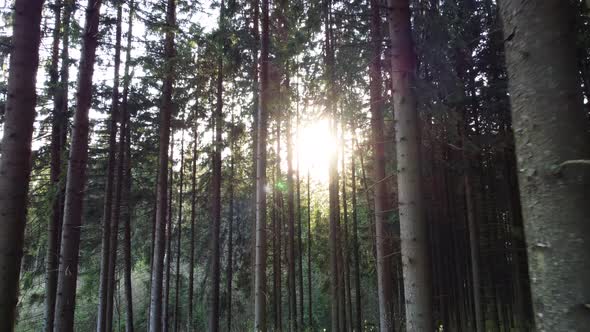 Slow motion through a tall pine forest towards the sun.