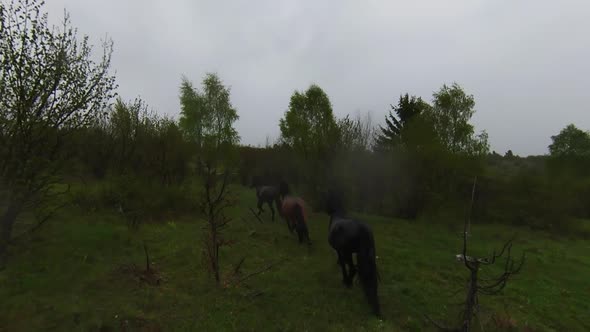 A Herd of Wild Horses Running Through a Forest During Heavy Rainfall