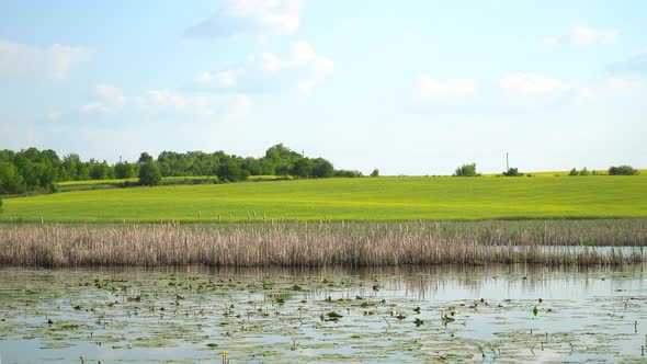 Reeds On The Background Of The River And Field 3