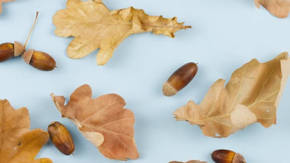 Dry Brown Oak Leaves with Acorns Lie on a Pastel Blue Background