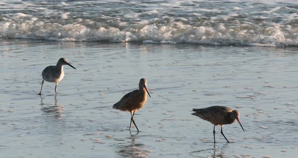  Cute and Funny Shore Birds Is Looking for Food in Shallow Waters at Sunset