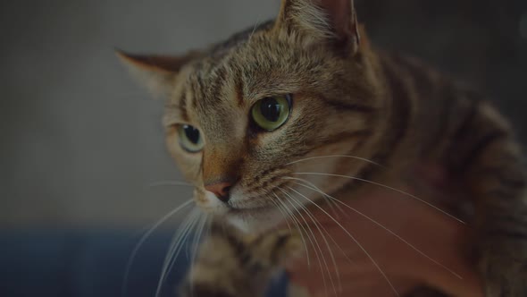 Portrait of Cute Shorthair Tabby Cat Meowing Indoors