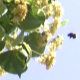 Bees Collect Pollen from Small Leaved Linden - VideoHive Item for Sale