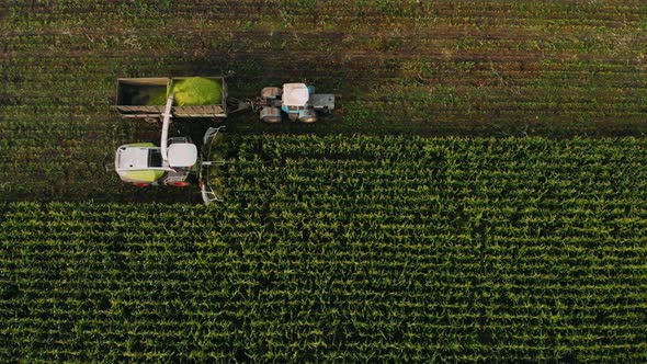 The Forage Harvester Cuts the Corn for the Cattle. Aerial Shot of Modern Harvester Loading Off Corn