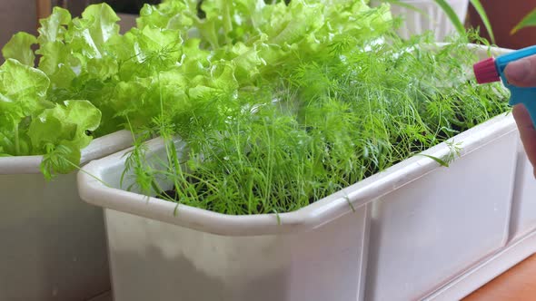 Close-up of dill and green lettuce growing at home on the windowsill watered. plant care, agricultur