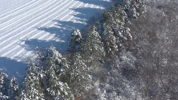 Pine tree shadows over the snow 4K aerial video