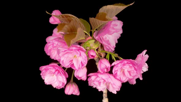 Time Lapse of Beautiful Opening Pink Sakura Flowers Bunch