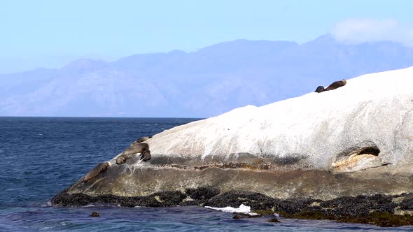 Seals on a rock.