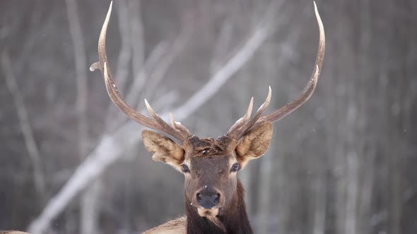 elk bull looking at you with slow motion snow falling