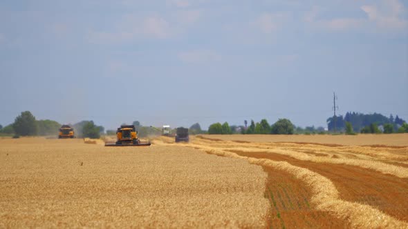 Harvesting of wheat in summer. Farmers on combine harvester gather ripe wheat grains