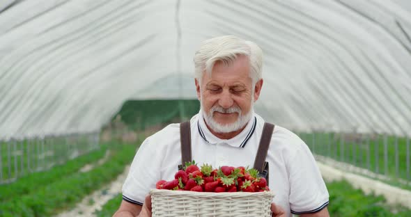 Aged Gardner Smelling Sweet Strawberries Outdoors