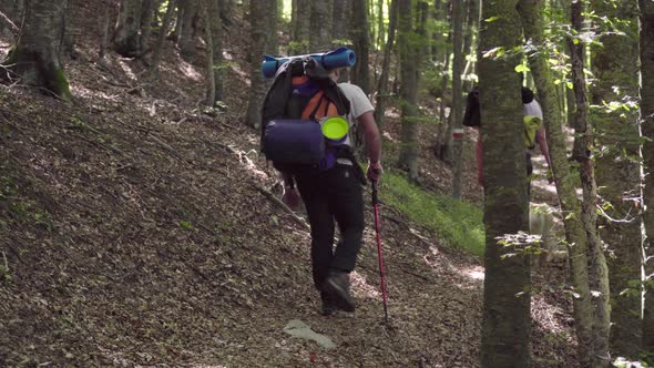 Two man walk on a forest path in summer, 4K