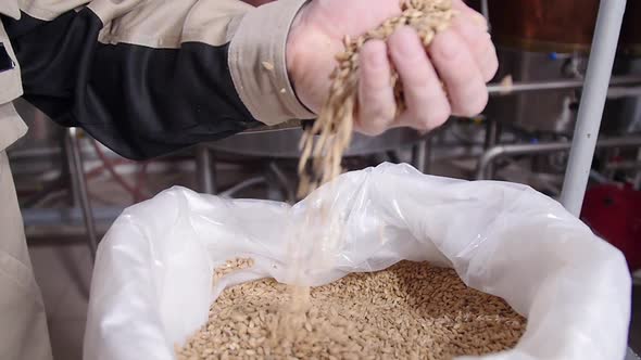 Brewery Concept. Pale Pilsener Malt Grains in Hands. Ingredient for Beer