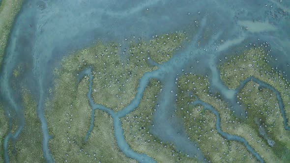 Aerial view of birds flock over Scheldt river ,The Netherlands.